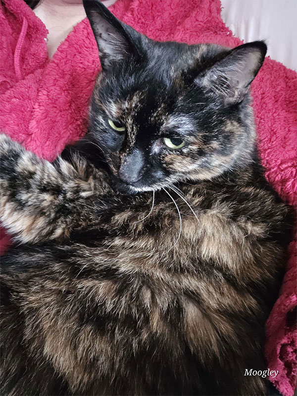 This is my cat, Moogley. She is my favourite thing in this world.